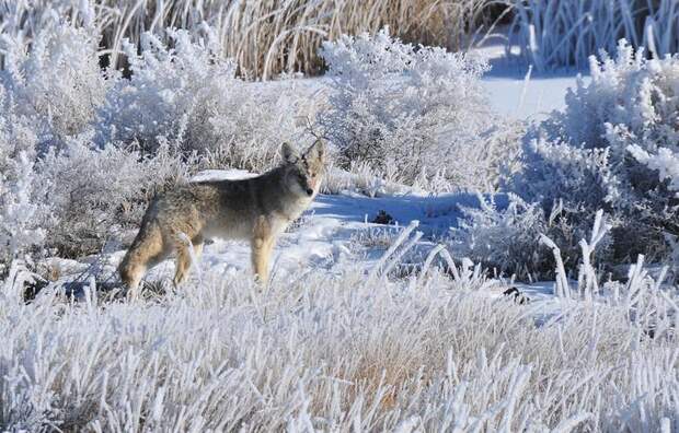 Мороз. (USFWS Mountain-Prairie)