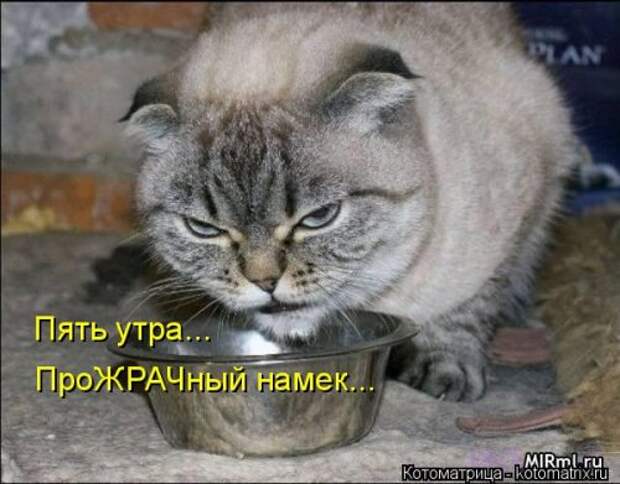 Новая котоматрица (36 фото)