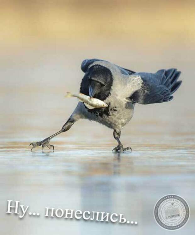 Ну... понеслись...