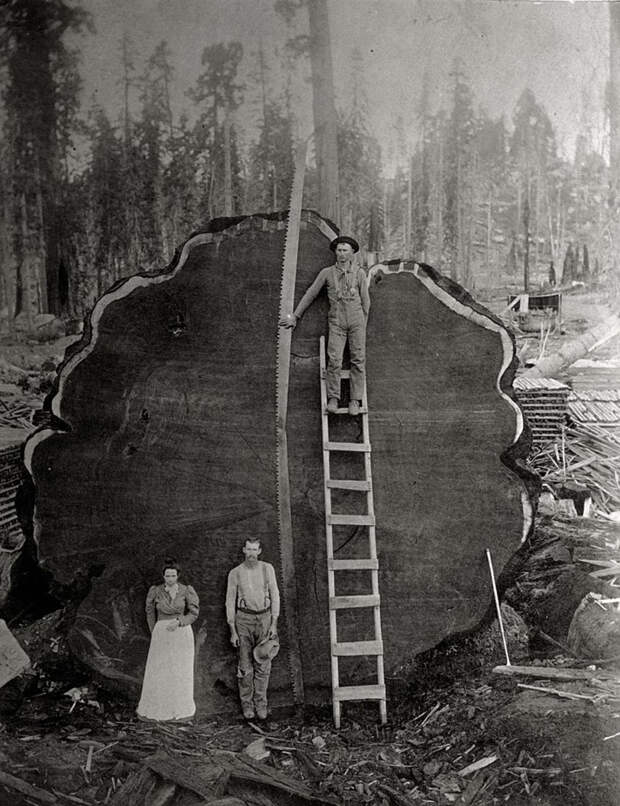 20. Лесорубы и гигантское красное дерево Марк Твен. Калифорния, 1892 national geographic, история, природа, фотография