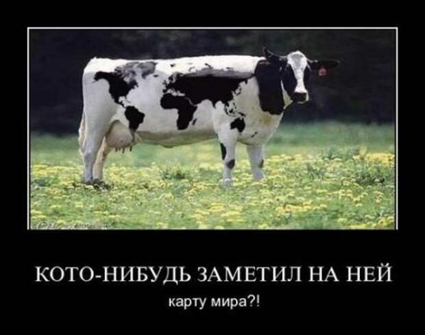 Демотиваторы, юмор дня, фотки с прикольными подписями.