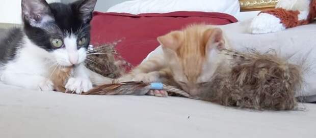 Котята играют