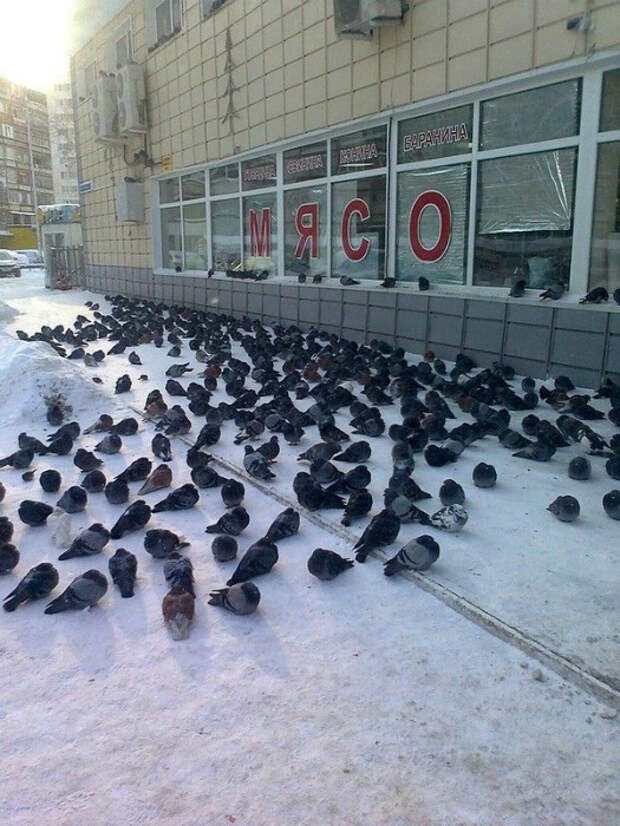 Суровые российские голуби едят исключительно мясо. Суровые российские голуби едят исключительно мясо.