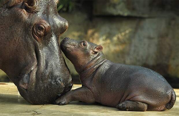 Материнская любовь и забота в животном мире! детеныши, животные, милота, фото