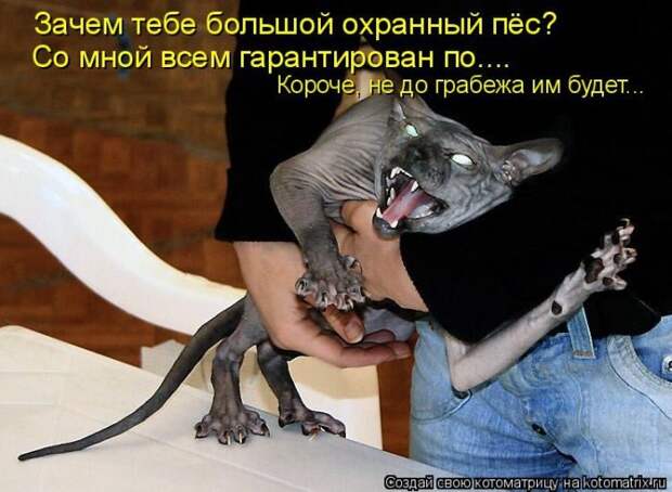 Лучшие котоматрицы недели