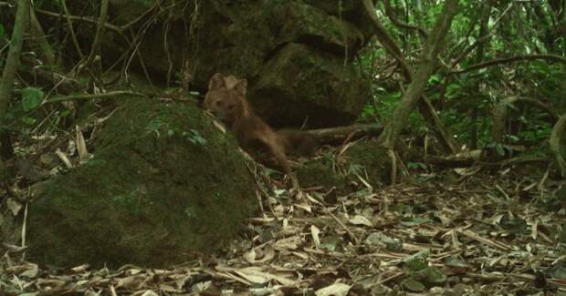 Во Вьетнаме впервые за 20 лет зафиксировали красного волка