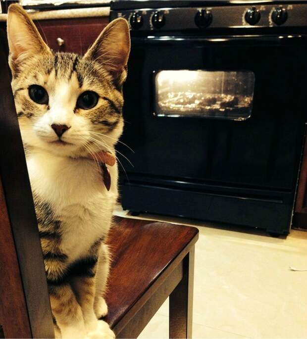 коты которые любят рождественское печенье (2)