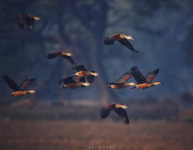 Красивые фотографии птиц от Таруна Данга