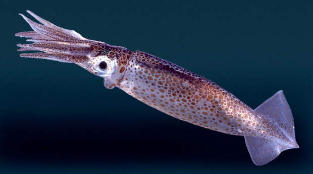 Squid from kaikoura montage copy
