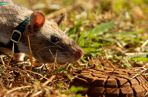 Крысы-бомбоискатели — сотрудники бельгийской службы африка, крысы, мины