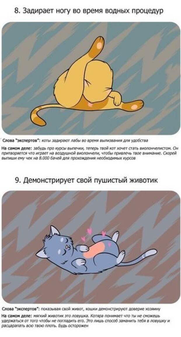 Как понять что хочет кот