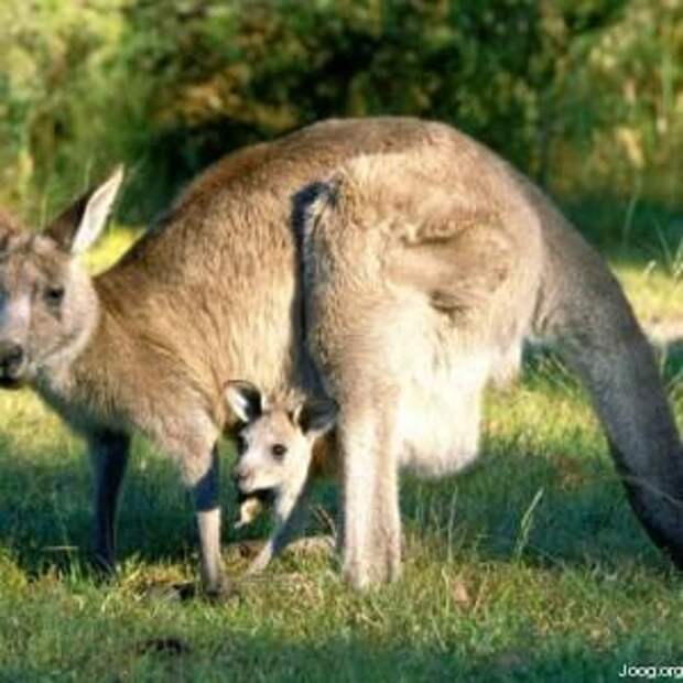 Kangarooimage