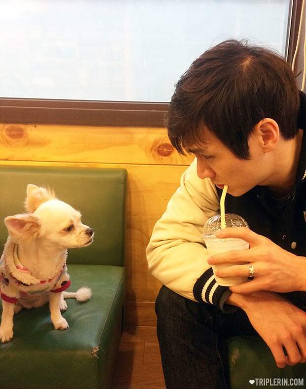 By all accounts I've seen online, the dogs are all very well cared for by the staff. 