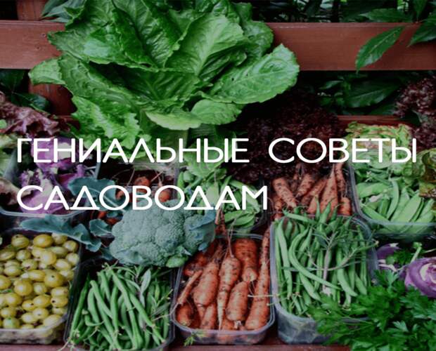 Полезные советы не будут лишними ни для начинающих, ни для опытных садоводов