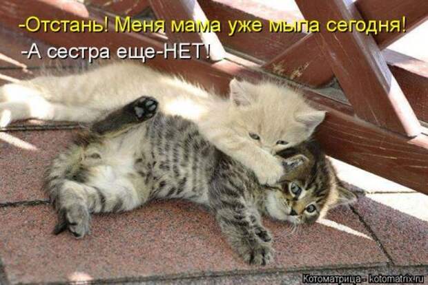 Новая котоматрица для всех (23 фото)