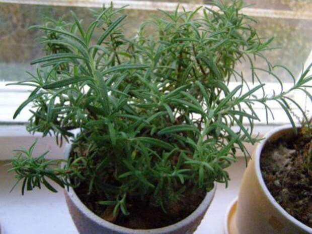 rosemary