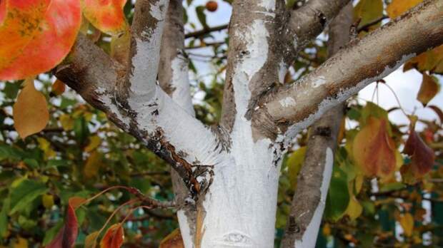 Осенняя побелка очень важна для здоровья деревьев