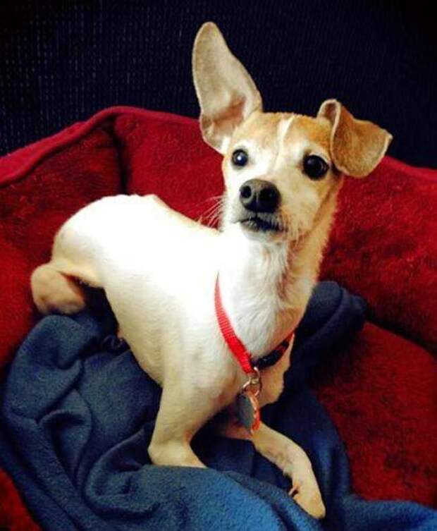 взять взрослую собаку вместо щенка, взрослые собаки против щенков