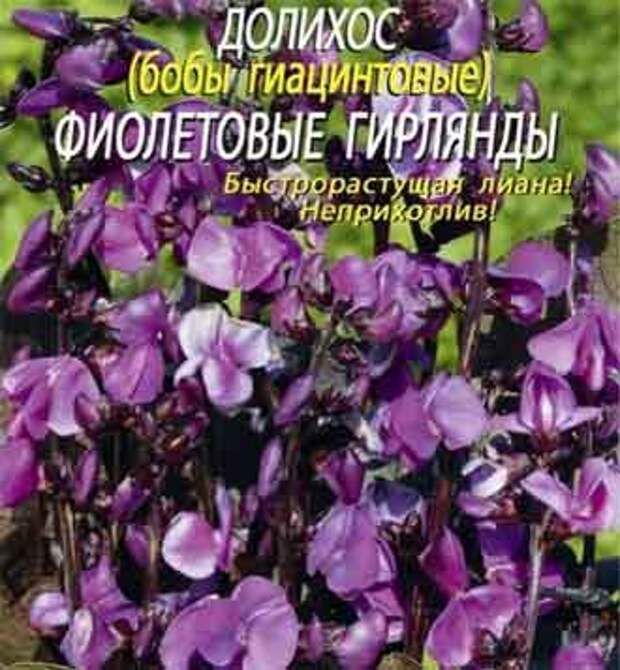 Сорт долихоса для балконов и веранд – «Сиреневый каскад» Сорт долихоса – «Сиреневый каскад»