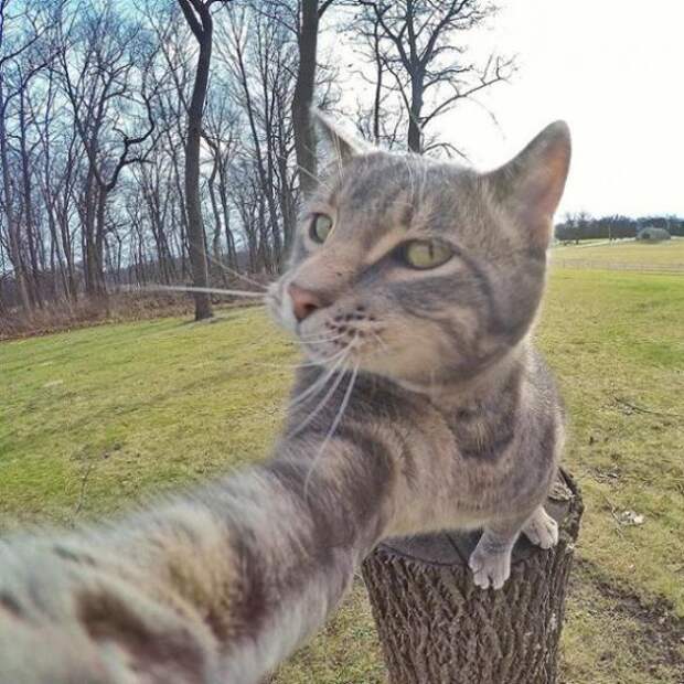 Кот научился делать крутые селфи (35 фото)