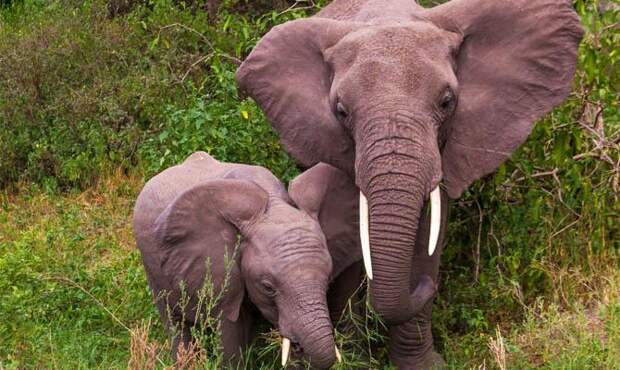 Как слон слышит, Уши, Ноги - Интересные факты о слонах