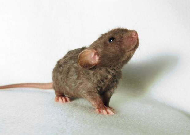 20. Крысёныш 20. Крысёныш детеныш, животные