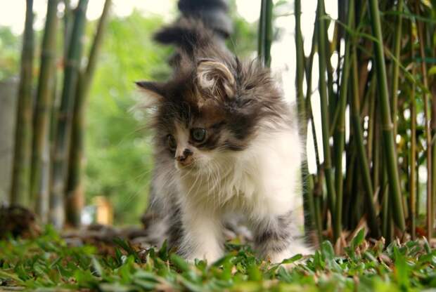 Котенок породы мейн-кун. Фото