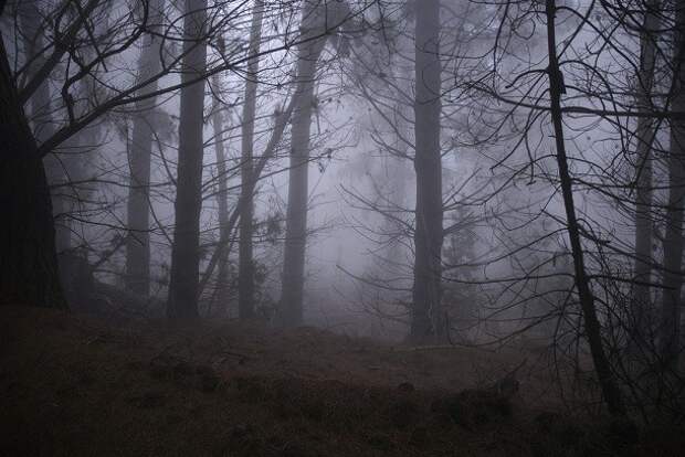 Humidity_in_Polipoli_State_Park-610x408