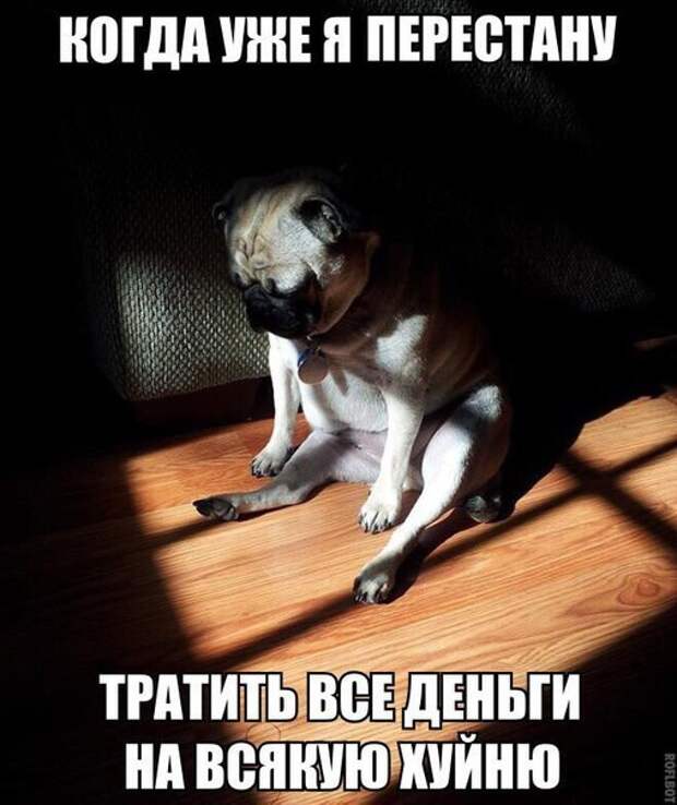 Смешные картинки с надписями прикол, юмор