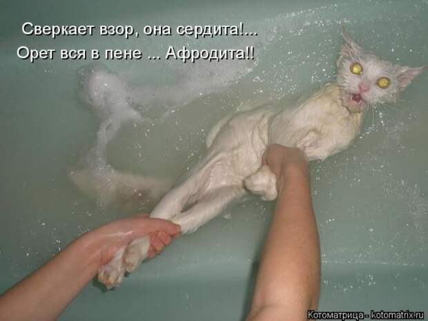 Лучшие котоматрицы недели