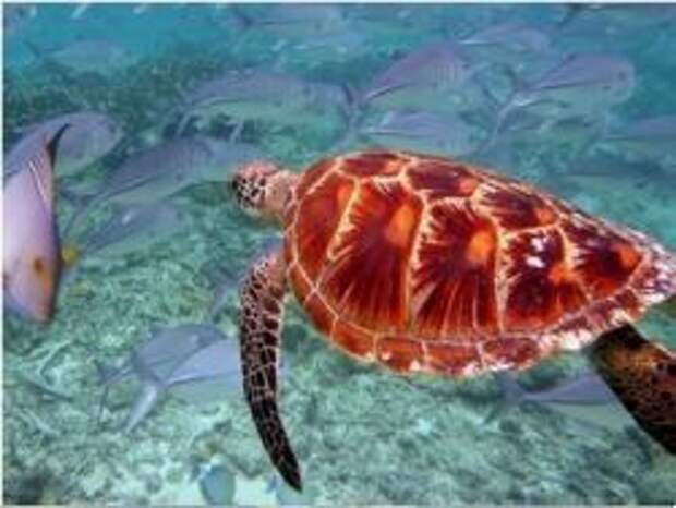 Новость на Newsland: Во Флориде арестовали за катание на морской черепахе