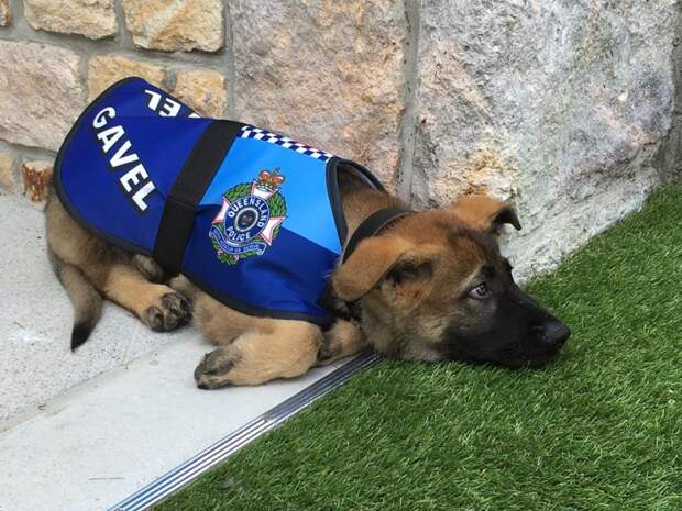 Слишком доброго щенка исключили из австралийской полицейской академии
