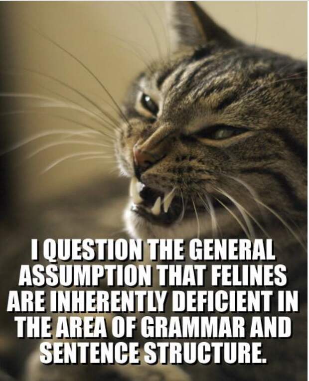 Мемы с животными LOLcat