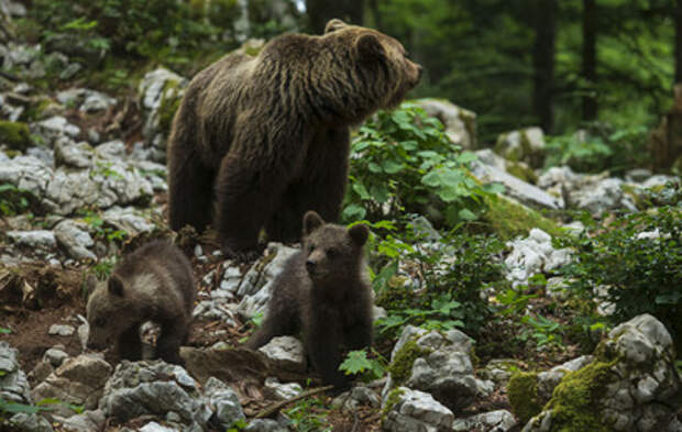 Медведи вышли к людям в Иркутской и Магаданской областях