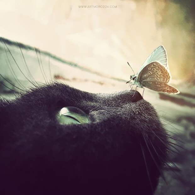 кот и бабочка