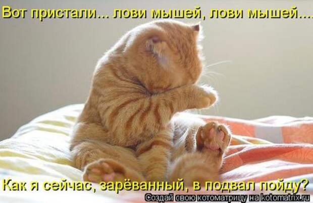 Котоматрицы(картинки с надписями)