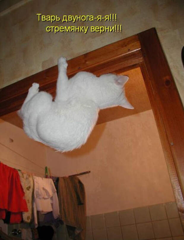 Смешные животные из КотоМатрицы (49 шт.) Смешные животные из КотоМатрицы (49 шт.)