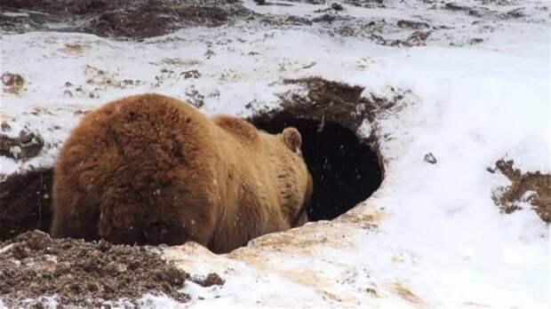 Берлога — это удобное место зимовки медведей