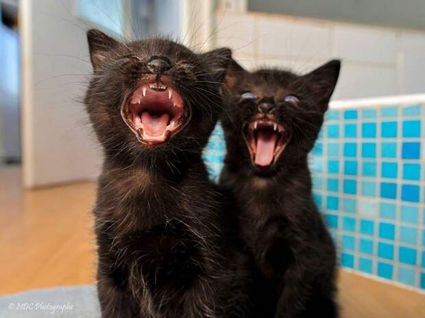 животные близнецы черные котята
