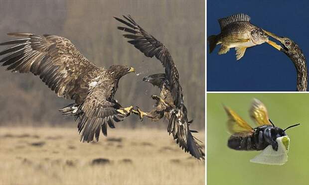 Лучшие фотографии дикой природы со всего мира! дикая природа, необыкновенные животные, фото, фотоконкурс