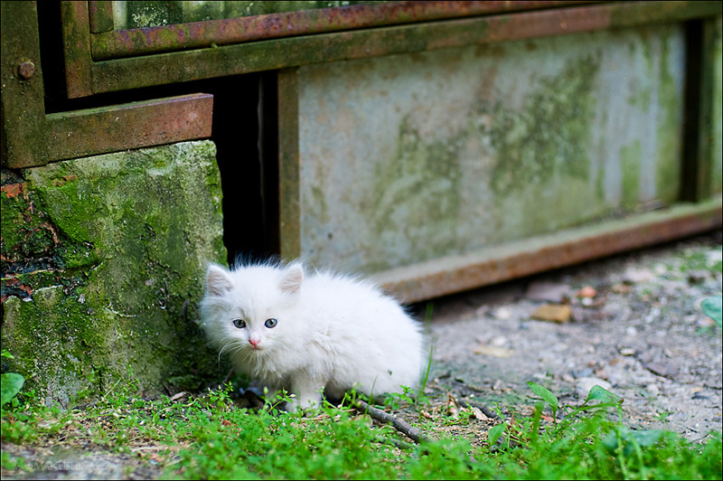 Котята и коты (27 фото)