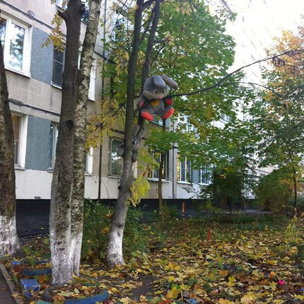 Зайка, одумайся, это не выход! идиотизм, маразмы, приколы, россия