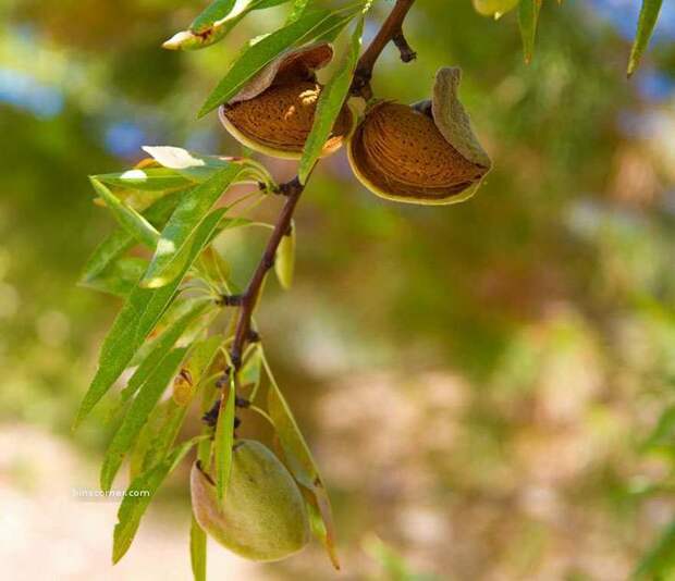 Almond-2