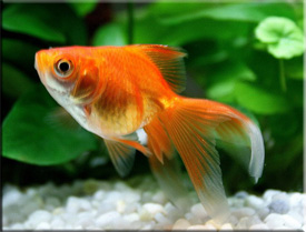 http://akvariumistika.dobro-est.com/images/akvariumistika/rybki/zolotaya_rybka/zolotaya_rybka_-_index.jpg