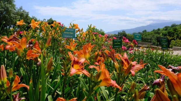 В Никитском ботаническом саду стартует карнавал лилейников
