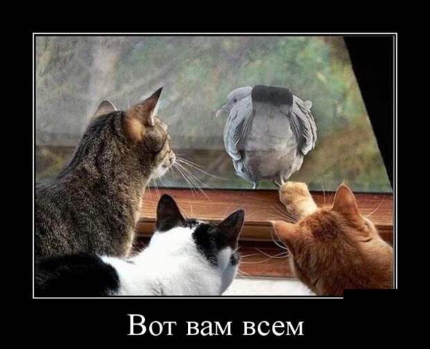 Демотиваторы (30 фото)