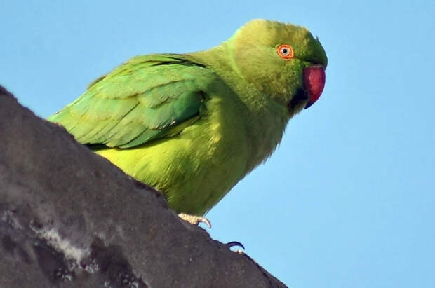 В Японии мужчина взял попугаев в заложники, требуя встречи с их хозяйкой