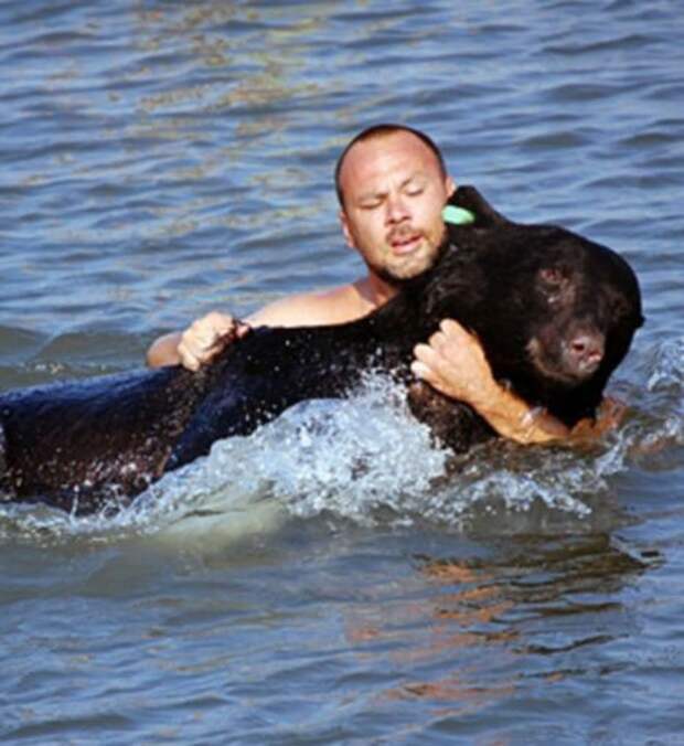 Мужчина спас огромного медведя, тонущего в океане люди, медведь, спас