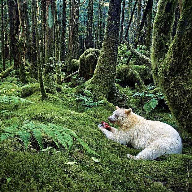 Лучшие фотографии от National Geographic