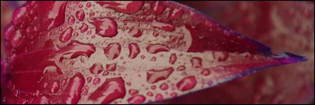 10-Blood